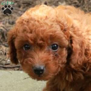 Elaine, Toy Poodle Puppy