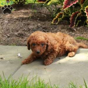 Elaine, Toy Poodle Puppy
