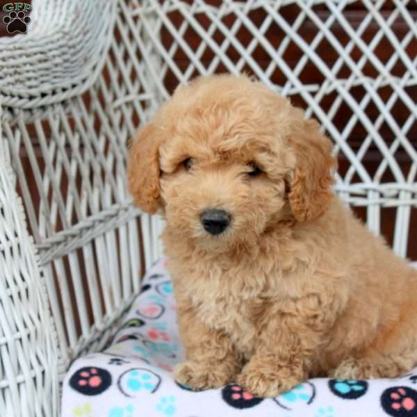 Eliza, Bich-Poo Puppy