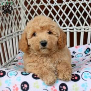 Eliza, Bich-Poo Puppy