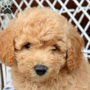 Eliza, Bich-Poo Puppy
