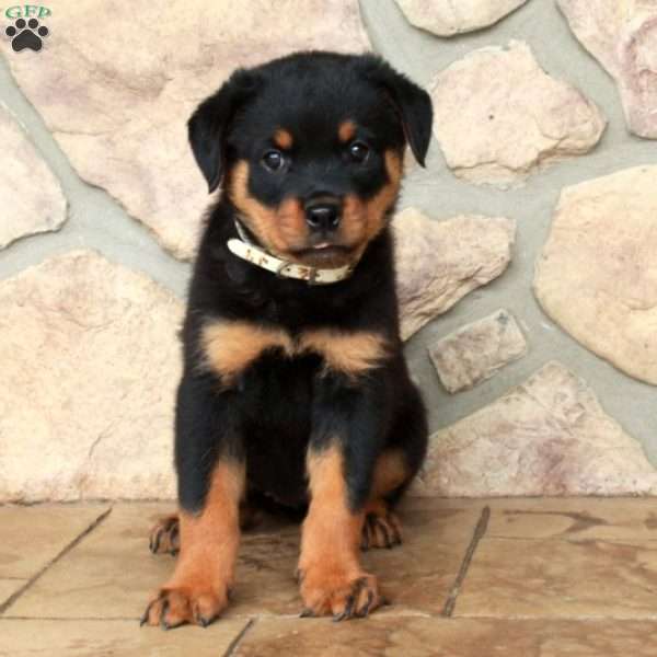 Ella, Rottweiler Puppy