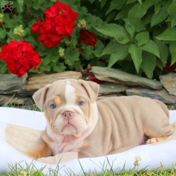 Ella, English Bulldog Puppy