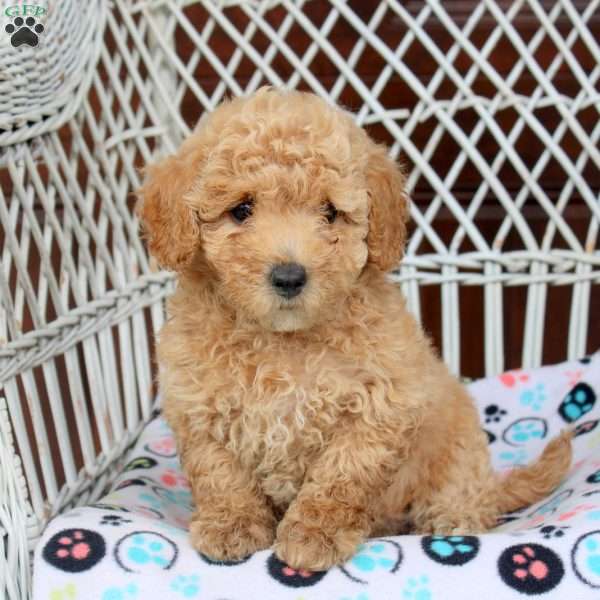 Ella, Bich-Poo Puppy