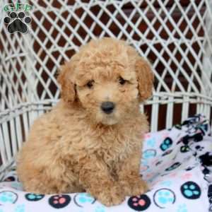 Ella, Bich-Poo Puppy