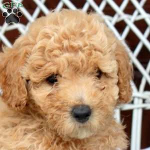 Ella, Bich-Poo Puppy