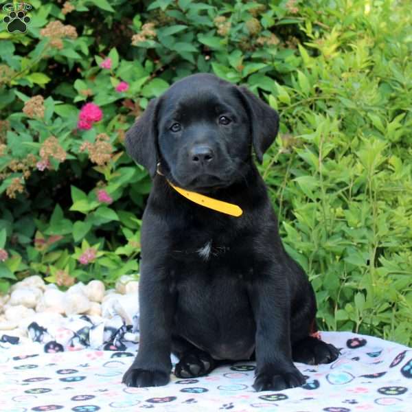 Ellie, Black Labrador Retriever Puppy