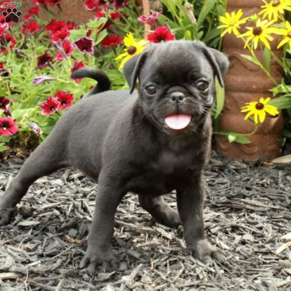 Ellie, Pug Puppy