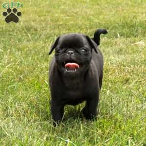 Ellie, Pug Puppy