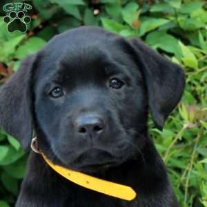 Ellie, Black Labrador Retriever Puppy