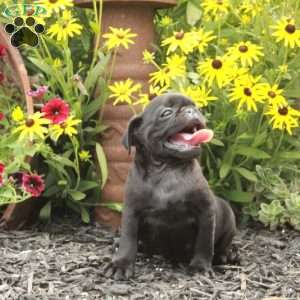 Ellie, Pug Puppy