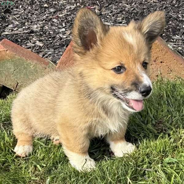 Elliott, Pembroke Welsh Corgi Puppy