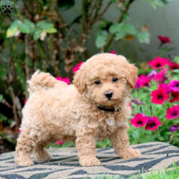 Elsa, Bich-Poo Puppy