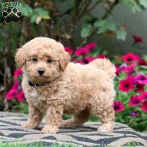 Elsa, Bich-Poo Puppy