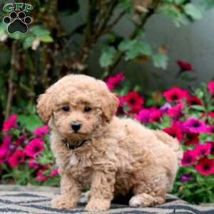 Elsa, Bich-Poo Puppy