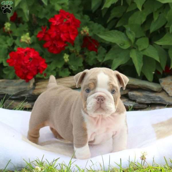 Elsie, English Bulldog Puppy