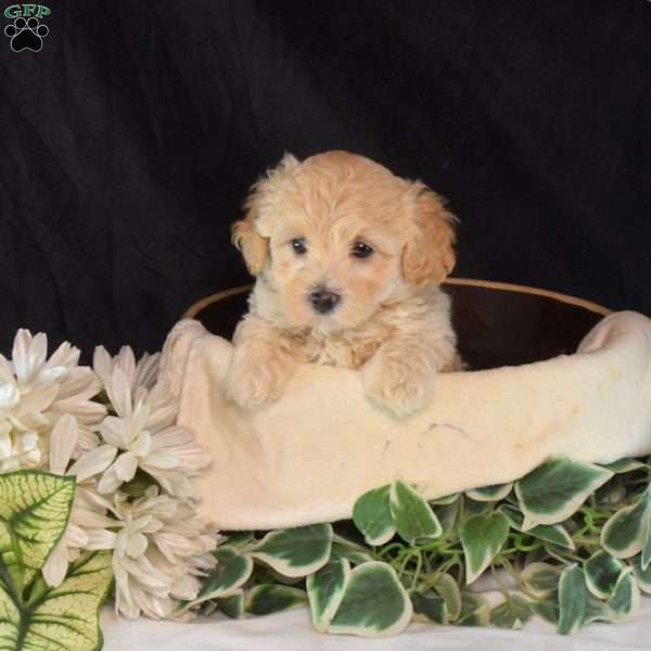 Elvis, Maltipoo Puppy