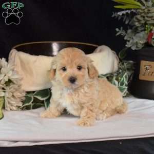 Elvis, Maltipoo Puppy