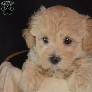 Elvis, Maltipoo Puppy