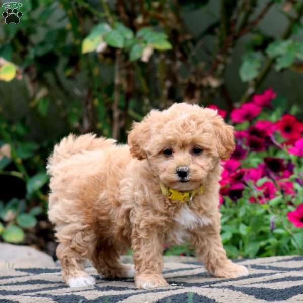 Ember, Bich-Poo Puppy