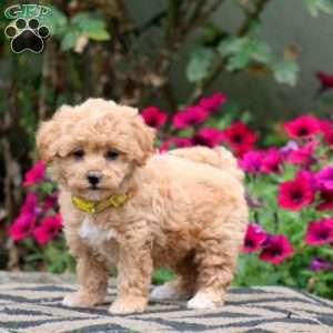 Ember, Bich-Poo Puppy