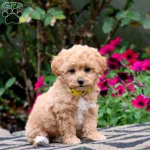 Ember, Bich-Poo Puppy