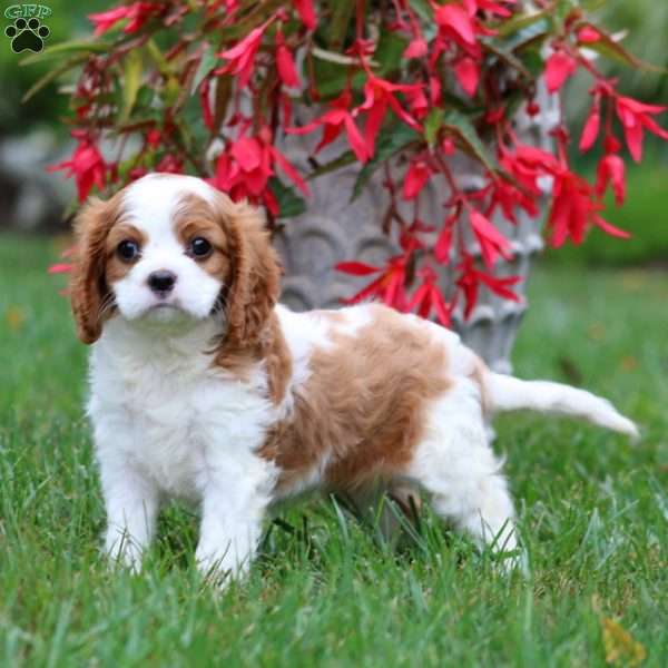 Emily, Cavalier King Charles Spaniel Puppy