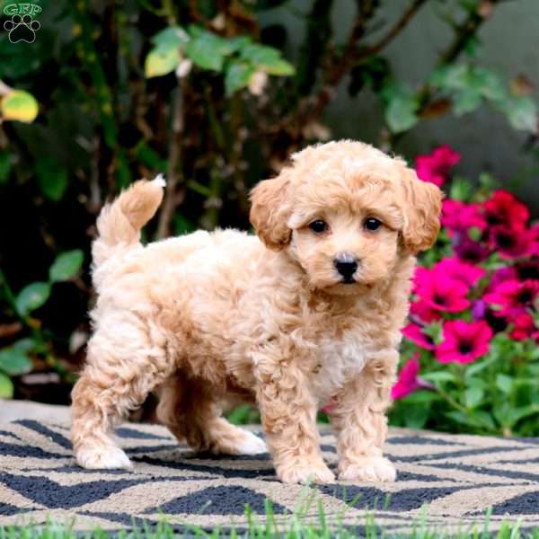 Emily, Bich-Poo Puppy
