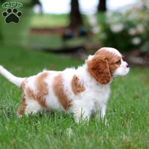 Emily, Cavalier King Charles Spaniel Puppy