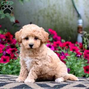 Emily, Bich-Poo Puppy