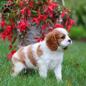 Emily, Cavalier King Charles Spaniel Puppy