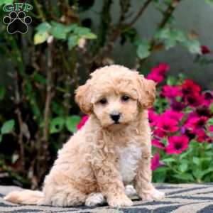 Emily, Bich-Poo Puppy