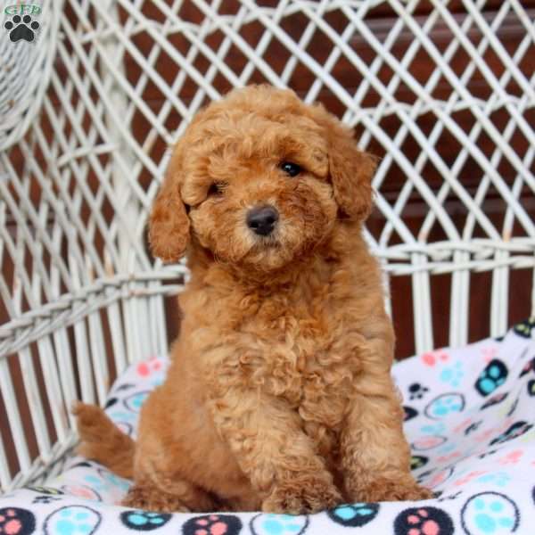 Emma, Bich-Poo Puppy