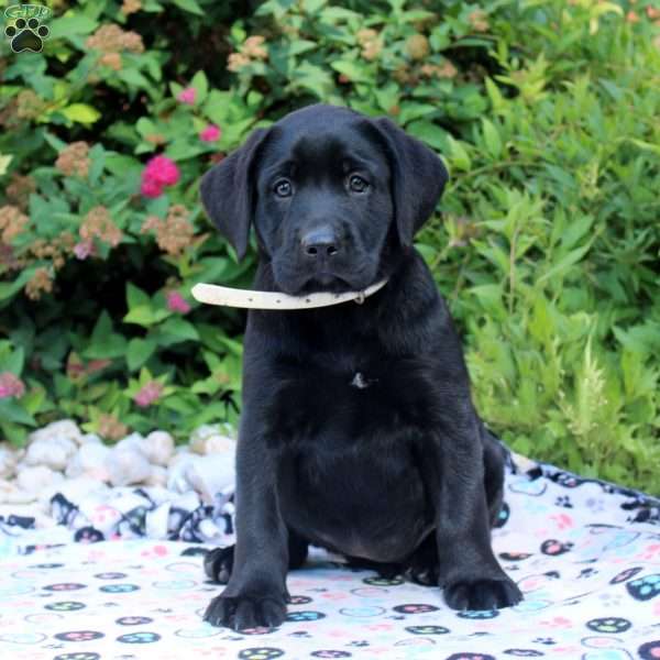 Emma, Black Labrador Retriever Puppy