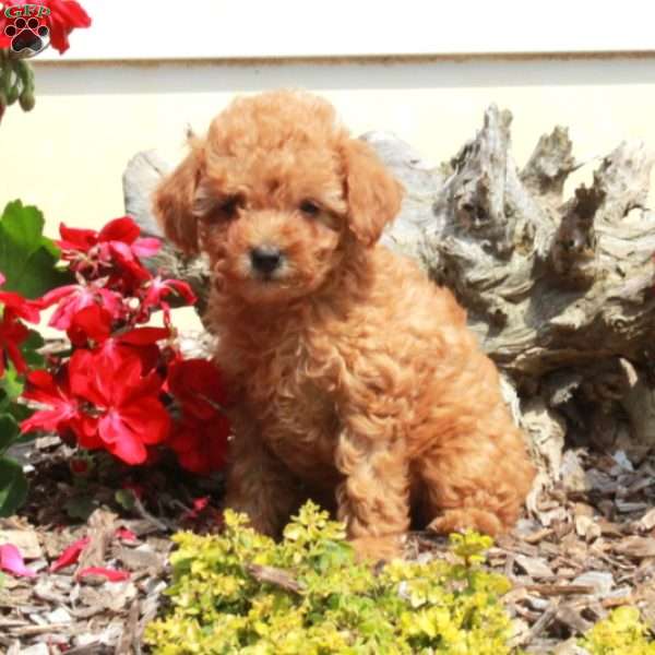 Emma, Miniature Poodle Puppy