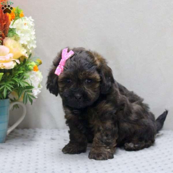Emma, Shih-Poo Puppy