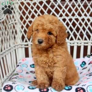 Emma, Bich-Poo Puppy