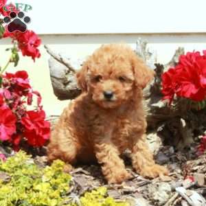 Emma, Miniature Poodle Puppy