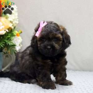 Emma, Shih-Poo Puppy