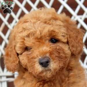 Emma, Bich-Poo Puppy