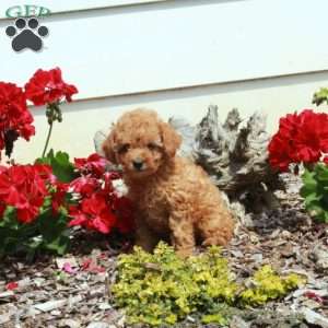 Emma, Miniature Poodle Puppy