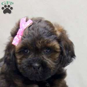 Emma, Shih-Poo Puppy