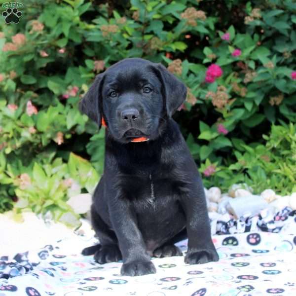 Emmett, Black Labrador Retriever Puppy