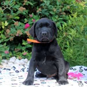 Emmett, Black Labrador Retriever Puppy