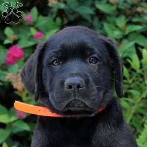 Emmett, Black Labrador Retriever Puppy