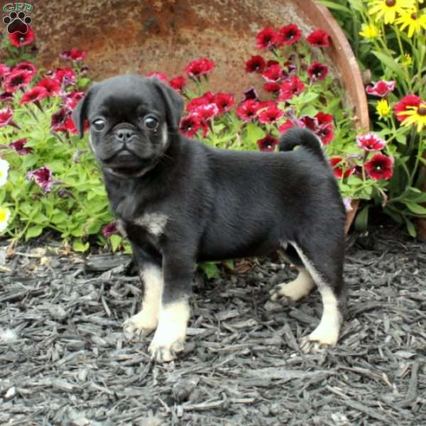 Emmie, Pug Puppy