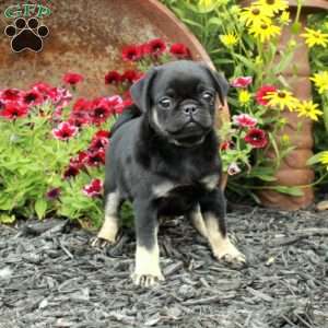 Emmie, Pug Puppy