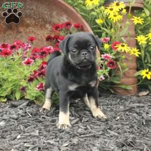 Emmie, Pug Puppy