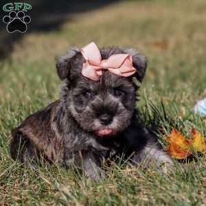 Emory, Miniature Schnauzer Puppy