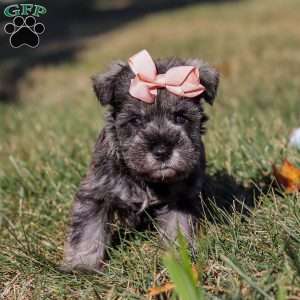 Emory, Miniature Schnauzer Puppy